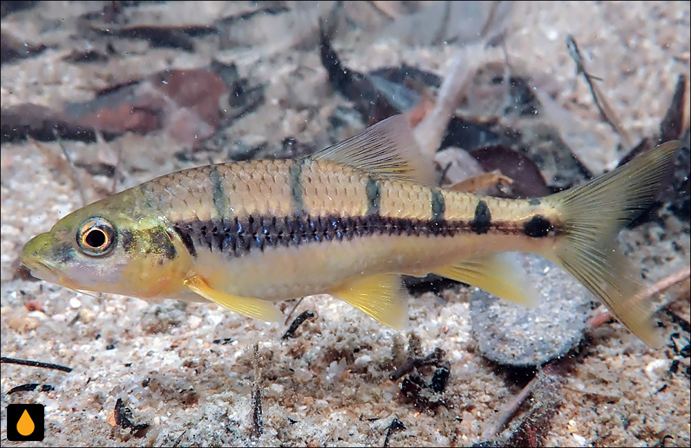 Acrossocheilus parallens