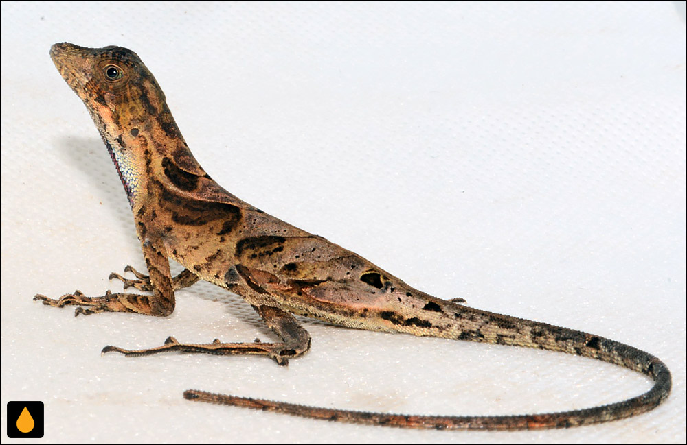 آنول زبانزرد