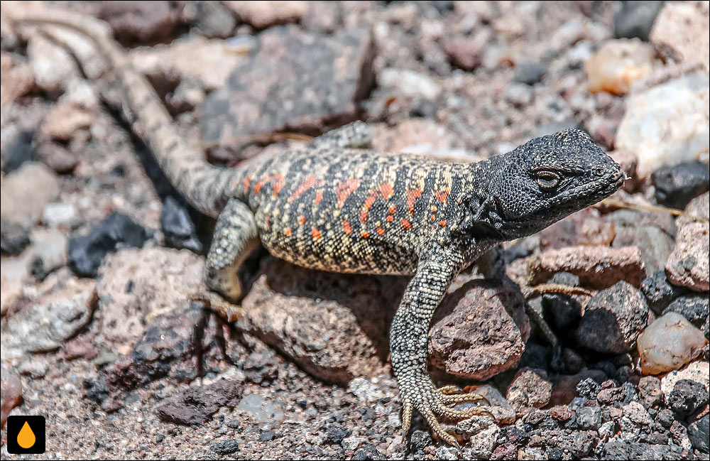 ایگوآنای درختی سیاه (مارمولک سرسیاه)