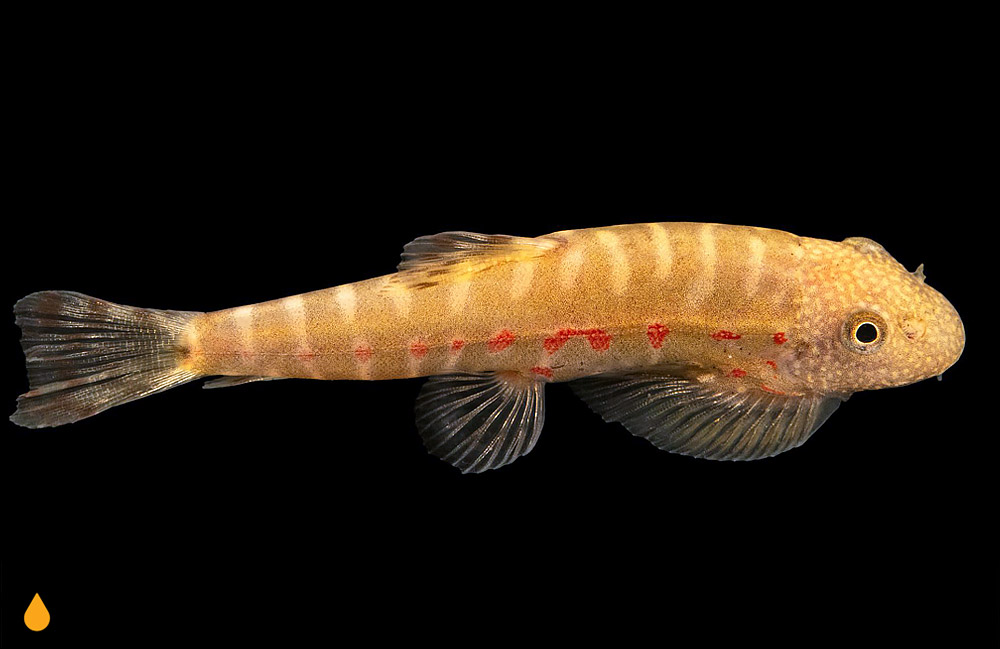 Erromyzon compactus