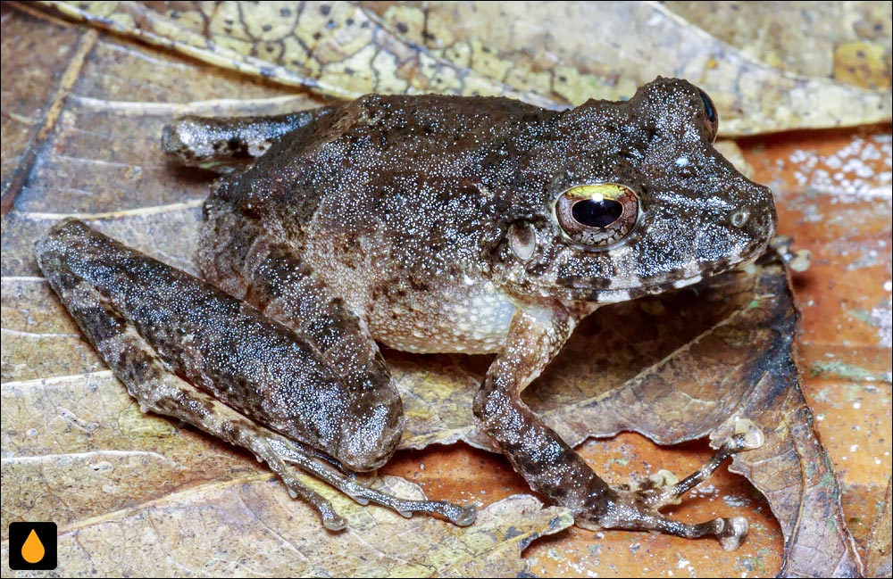 Pristimantis fallax