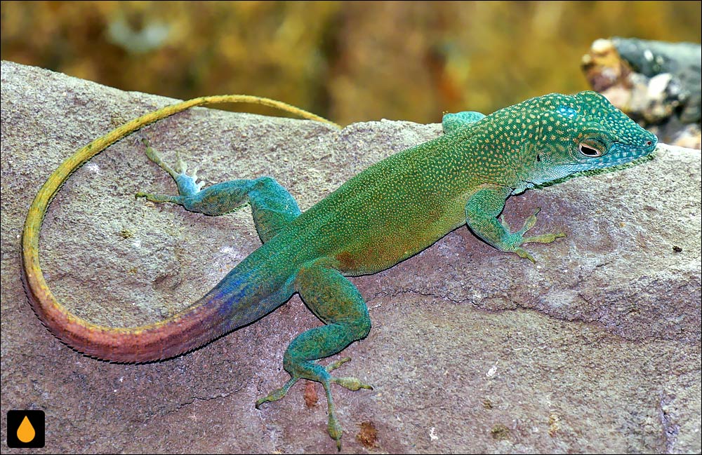 آنول گراهام (آنول فیروزه‌ای جامائیکایی)