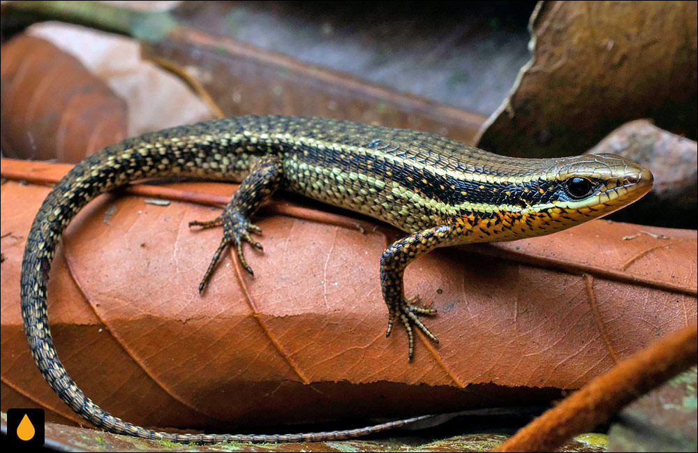 مابویای برنزی