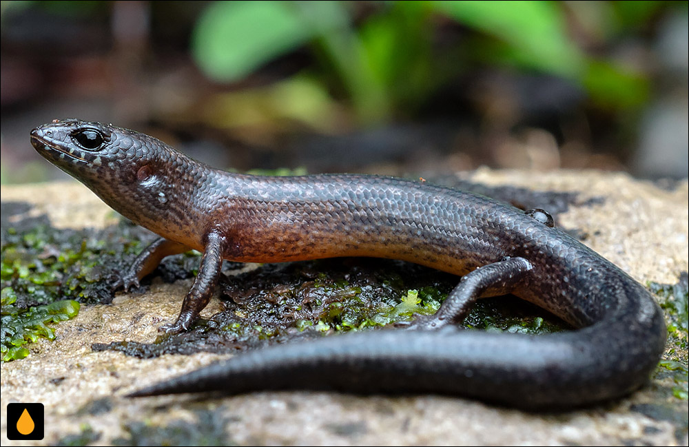 Tytthoscincus aesculeticola