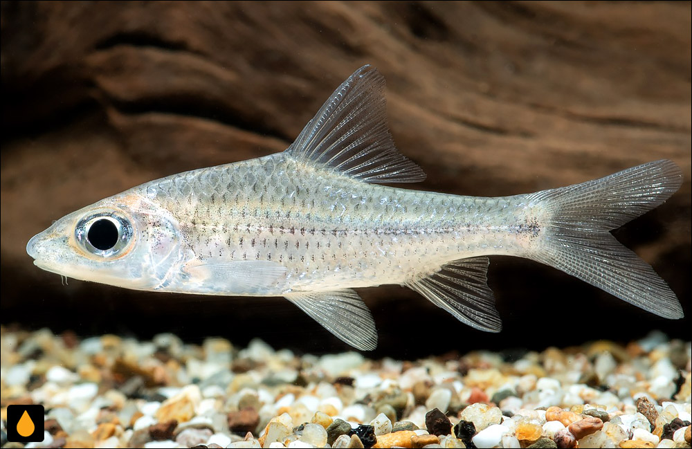 Cyclocheilichthys repasson