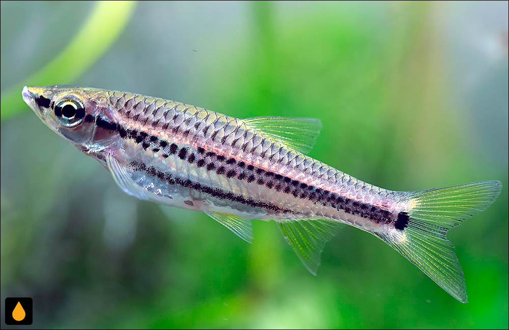 Rasbora cephalotaenia
