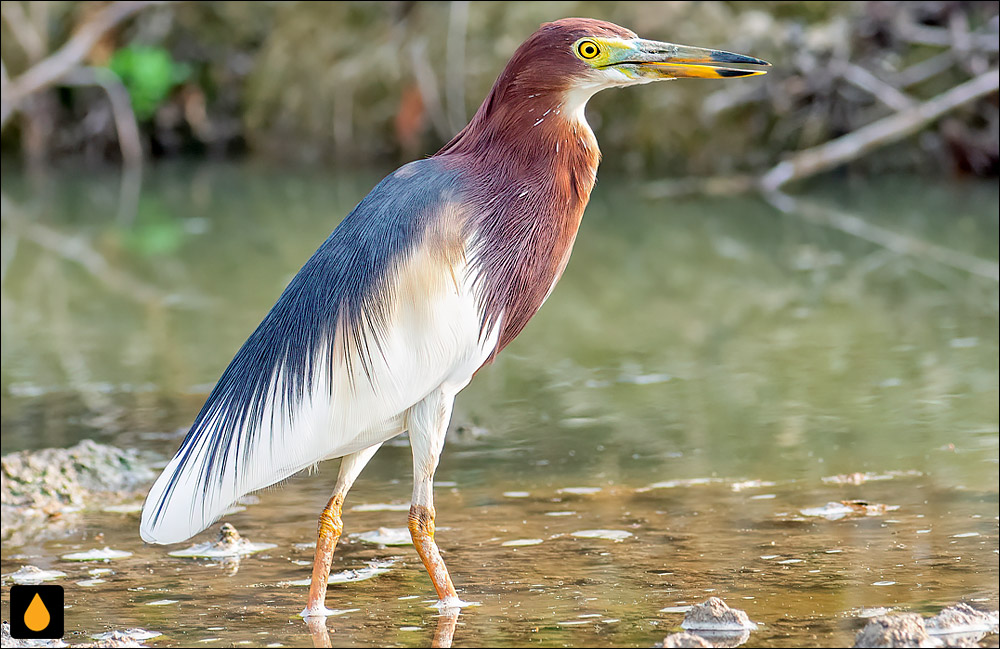 حواصیل برکه‌نشین چینی (حواصیل برکه‌ای چینی)