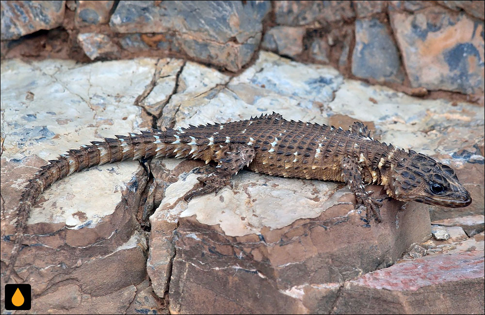 مارمولک کمربنددار ون دام