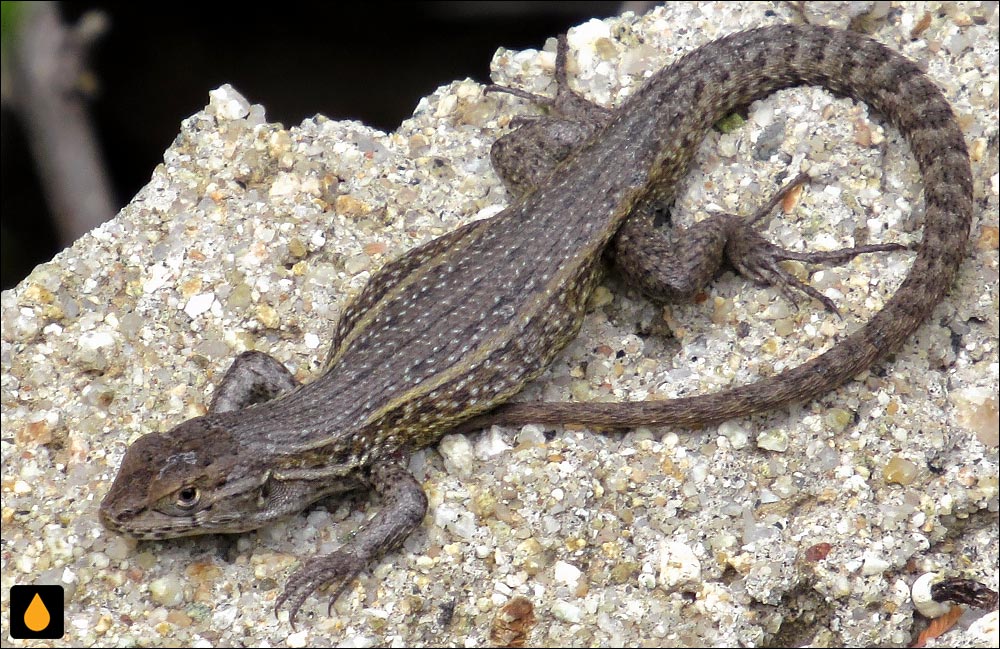 ایگوآنای درختی قهوه‌ای (مارمولک هموارگلوی تیره)