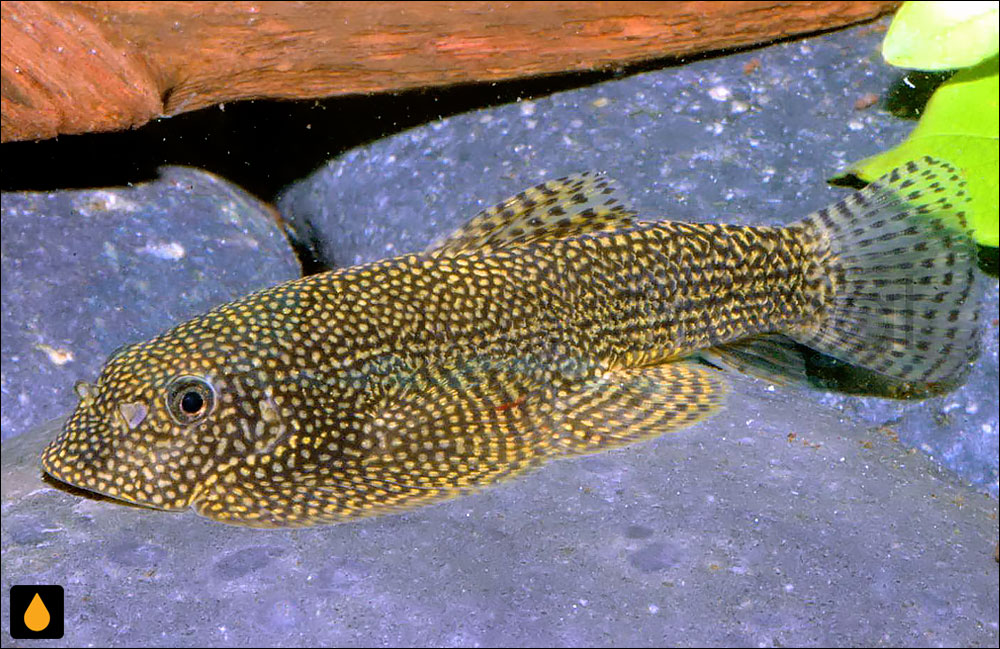 Sewellia monolobata