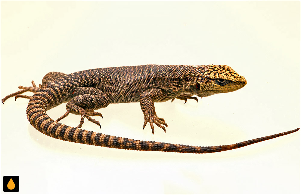 Liolaemus petrophilus