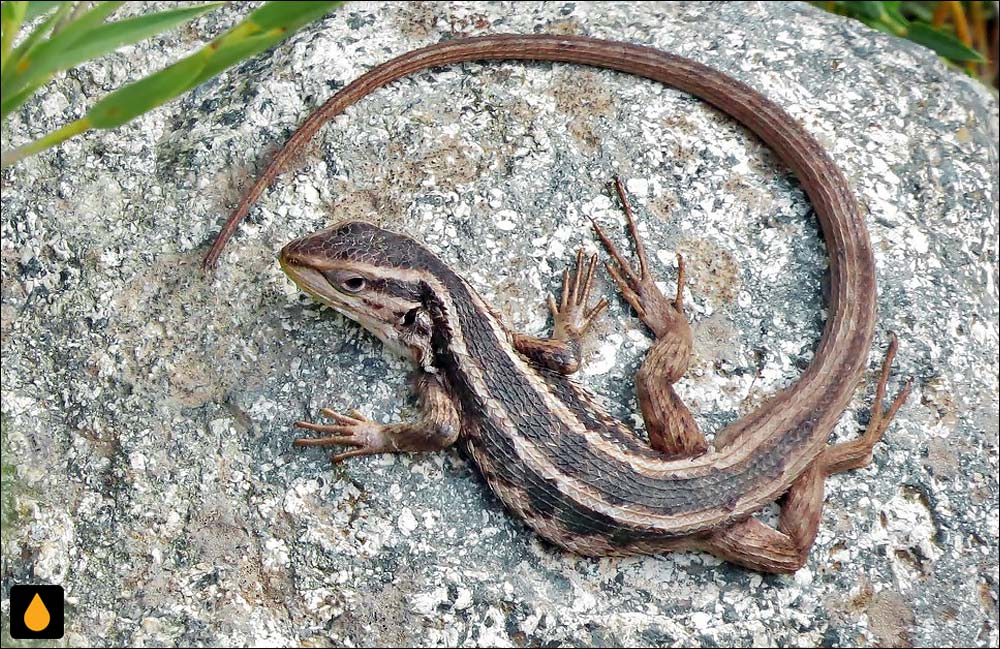 ایگوآنای درختی شرودر