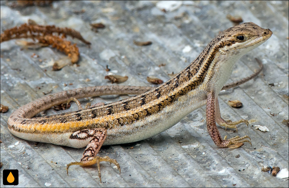 مابویای لب‌تیز (سقنقور پوزه‌گوه‌ای)