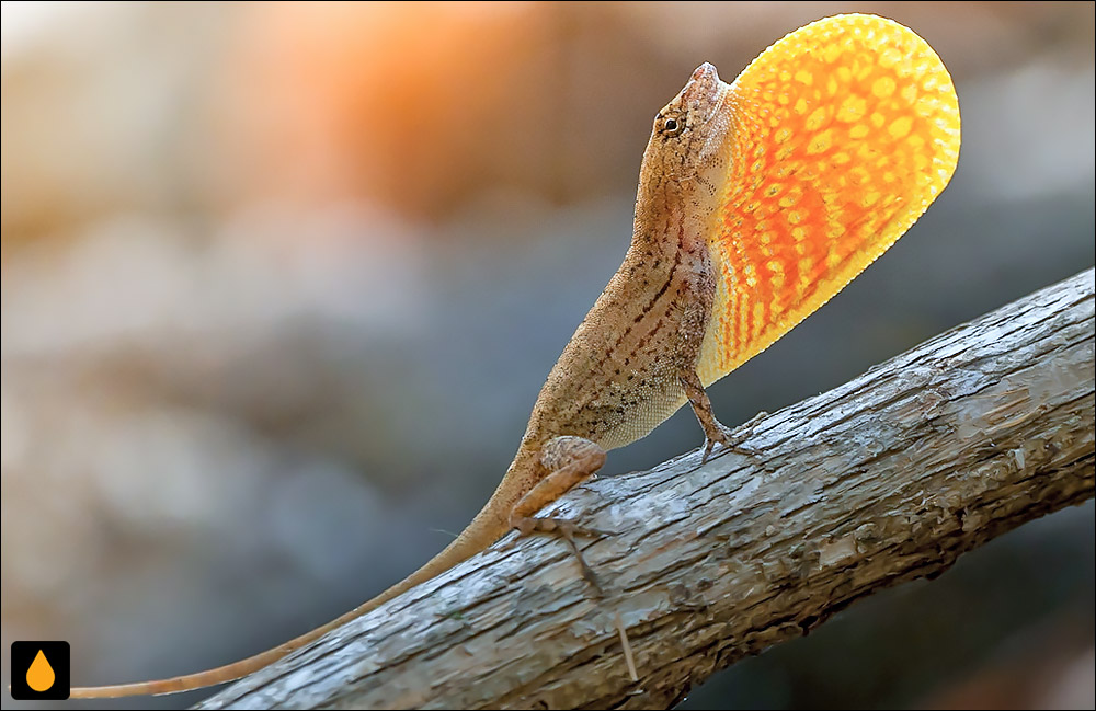 آنول تهوانتپک