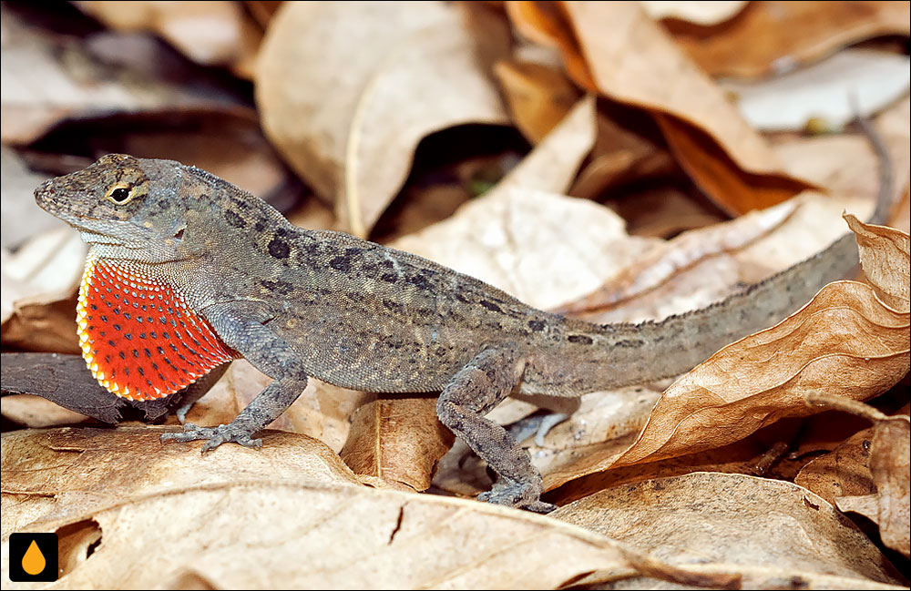 آنول قهوهای (آنول قهوهای کوبایی)