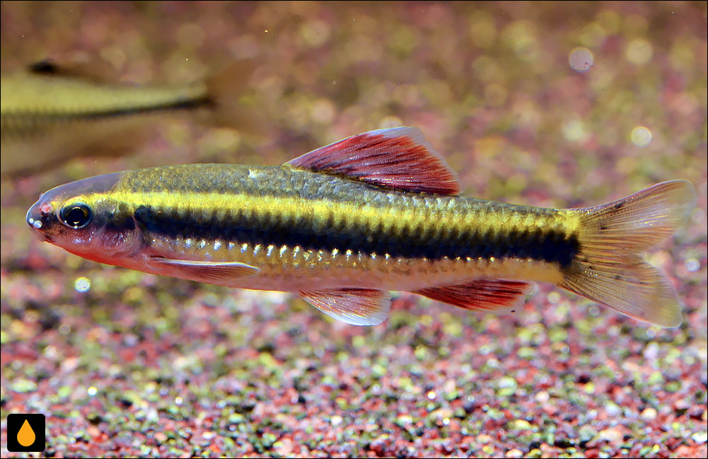 Sarcocheilichthys parvus