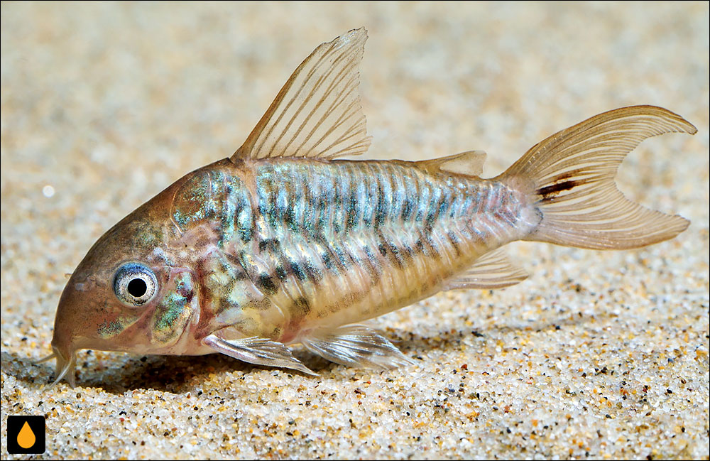 Corydoras pantanalensis