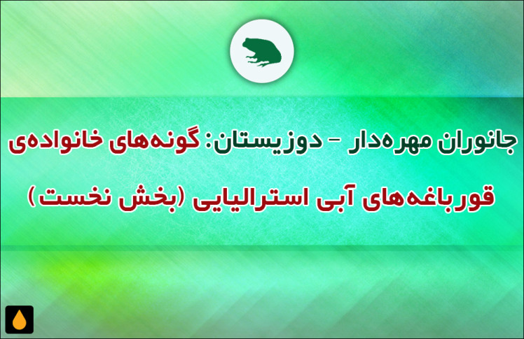 جانوران مهره‌دار - دوزیستان: گونه‌های خانواده‌ی قورباغه‌های آبی استرالیایی (بخش نخست)