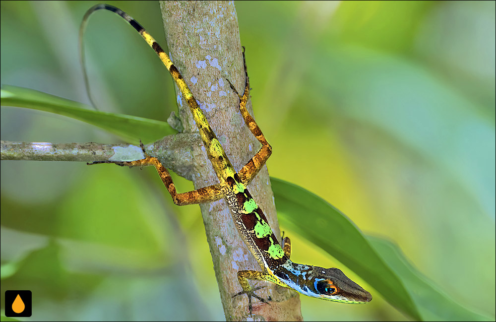 آنول درازپوزهی بائوروکو