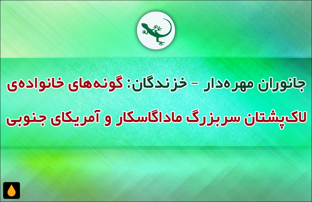 جانوران مهره‌دار - خزندگان: گونه‌های خانواده‌ی لاک‌پشتان سربزرگ ماداگاسکار و آمریکای جنوبی