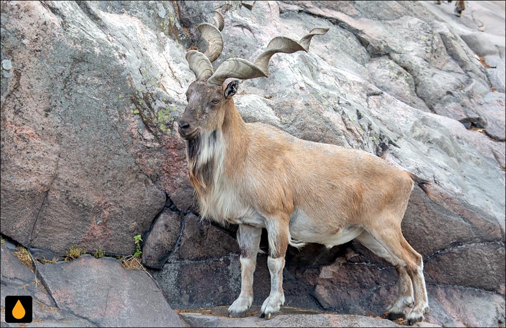 مارخور (بز کوهی مارخور)