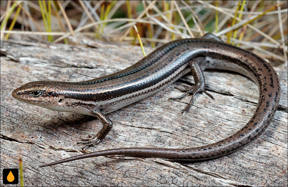 سقنقور سهخط شرقی