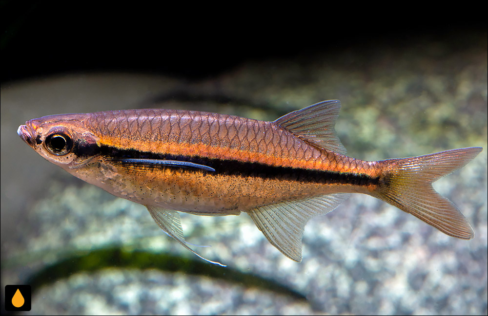 Laubuka fasciata