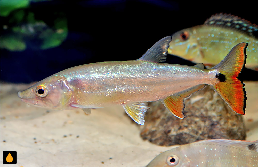 Acestrorhynchus altus