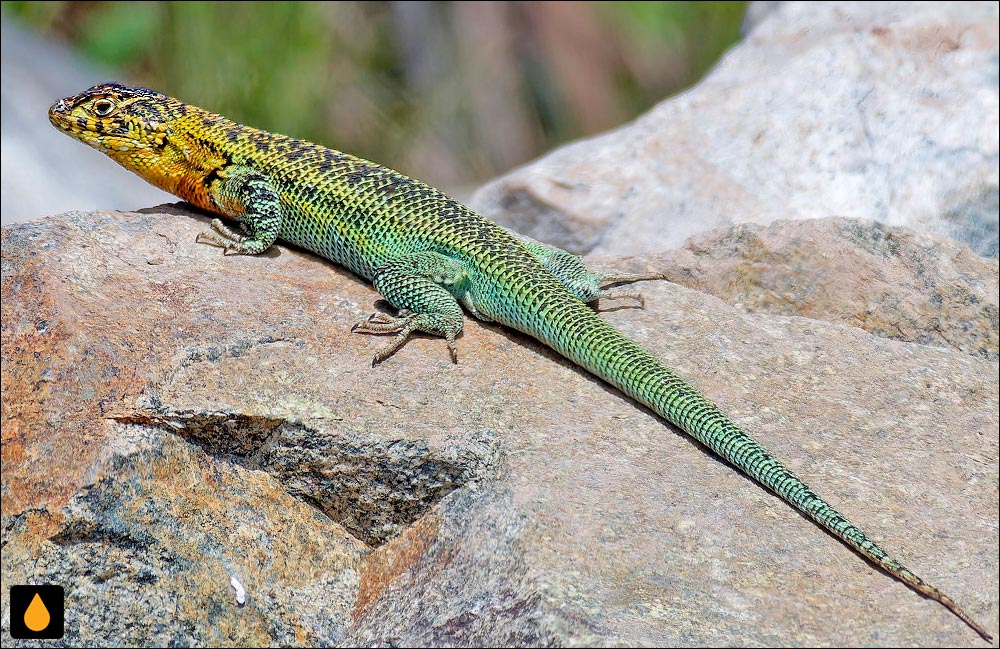 ایگوآنای درختی زاپایار (مارمولک هموارگلوی زاپایار)