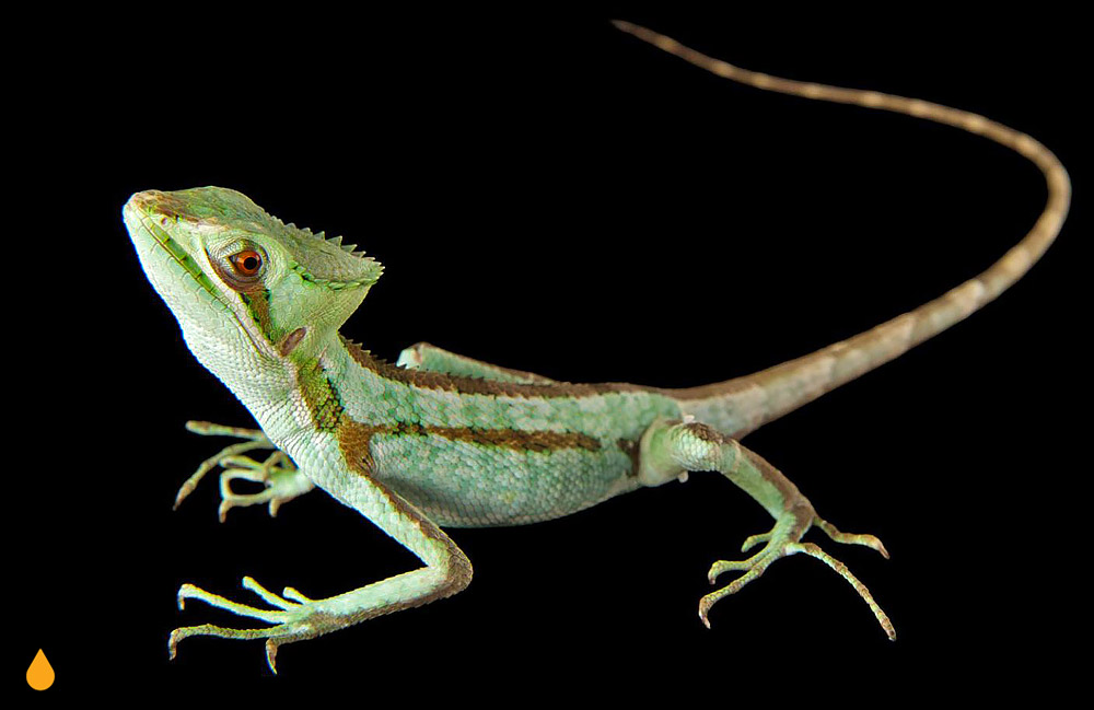 ایگوآنای کلاهدار دندانهدار