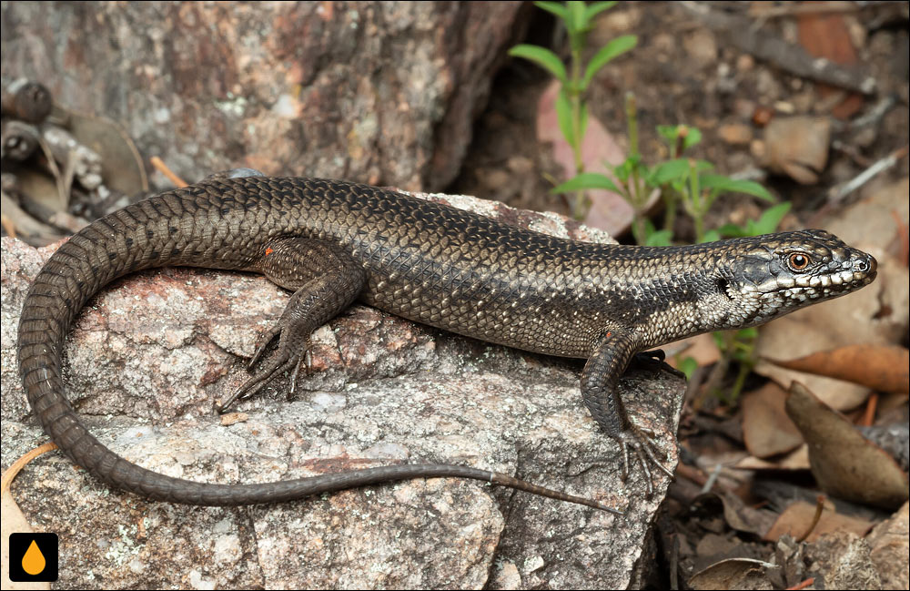 سقنقور شیاری درختی