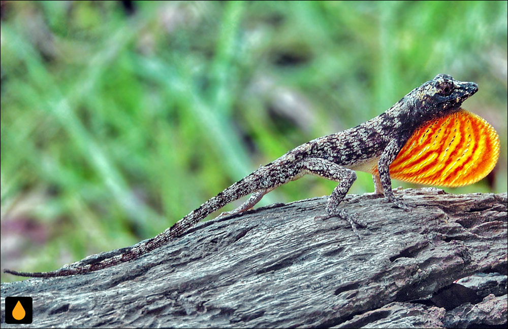 آنول اورتون