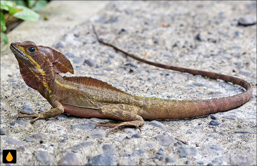 باسیلیسک قهوهای (باسیلیسک راهراه)