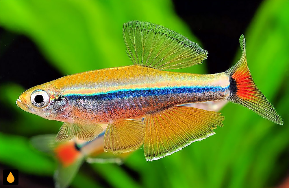 Tanichthys thacbaensis
