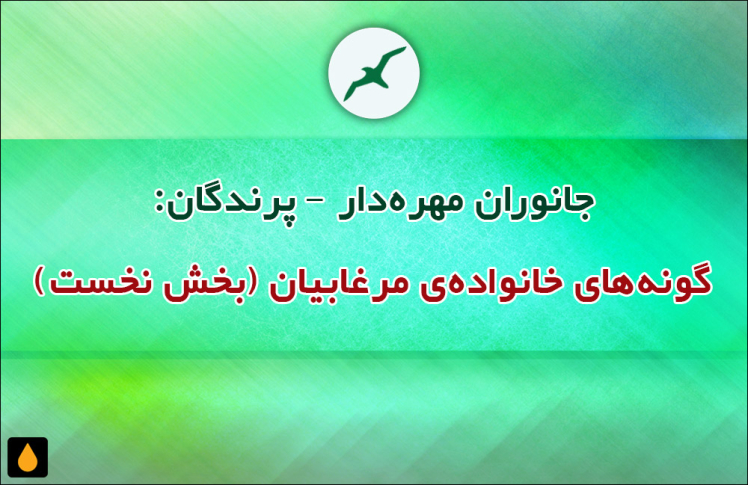 جانوران مهره‌دار - پرندگان: گونه‌های خانواده‌ی مرغابیان (بخش نخست)