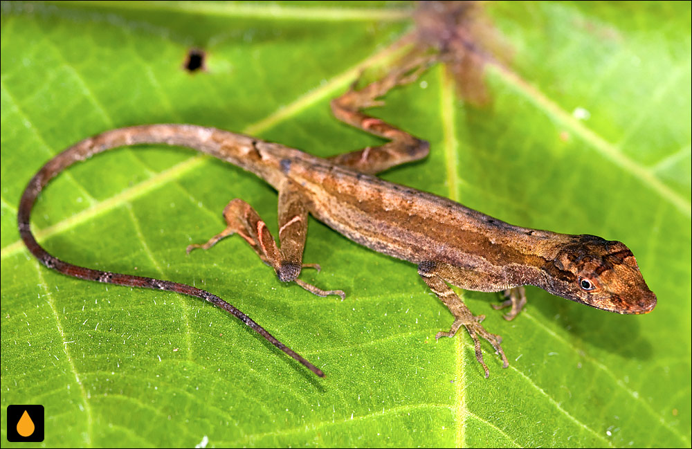 آنول جنگلی معمولی (آنول زبرپوست)