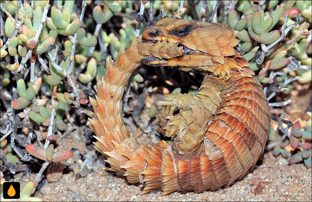 مارمولک کمربنددار آرمادیلو (خزندهای از خانوادهی مارمولکان کمربنددار)