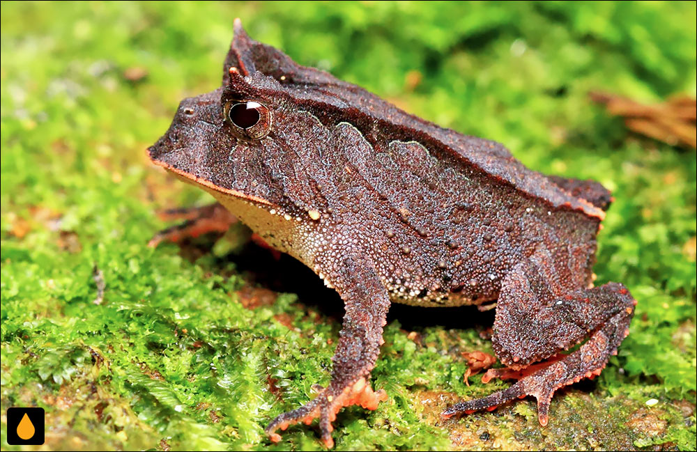 Proceratophrys melanopogon