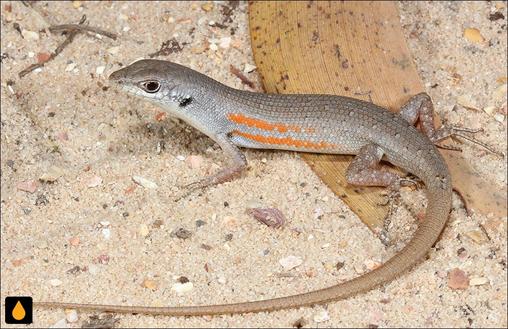 سقنقور رنگینکمانی شنی