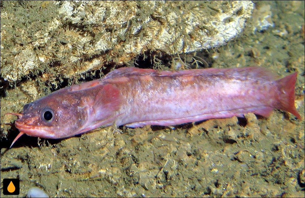 Gaidropsarus mauritanicus