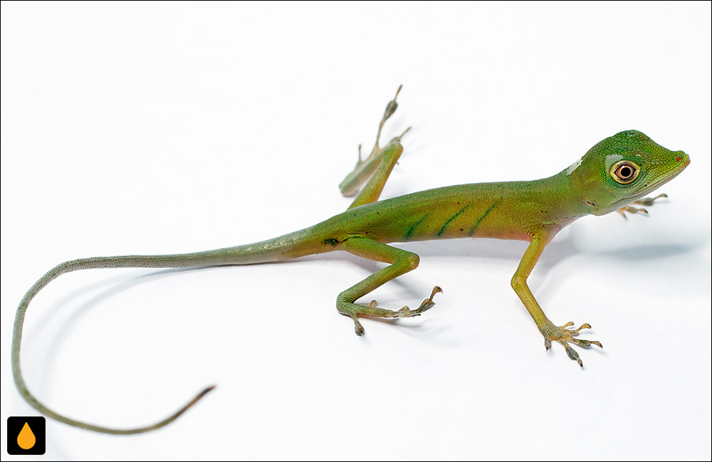 آنول ایبانز