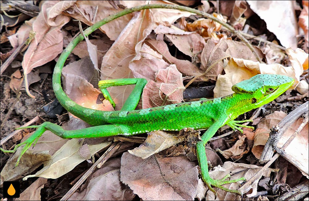 ایگوآنای کلاهدار والترز