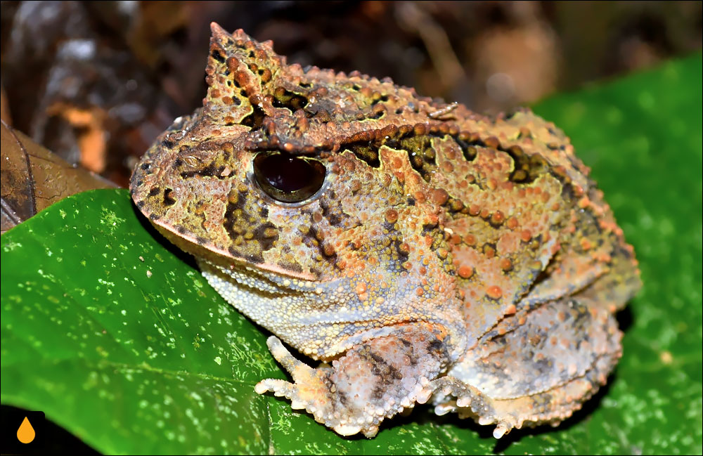 Proceratophrys concavitympanum