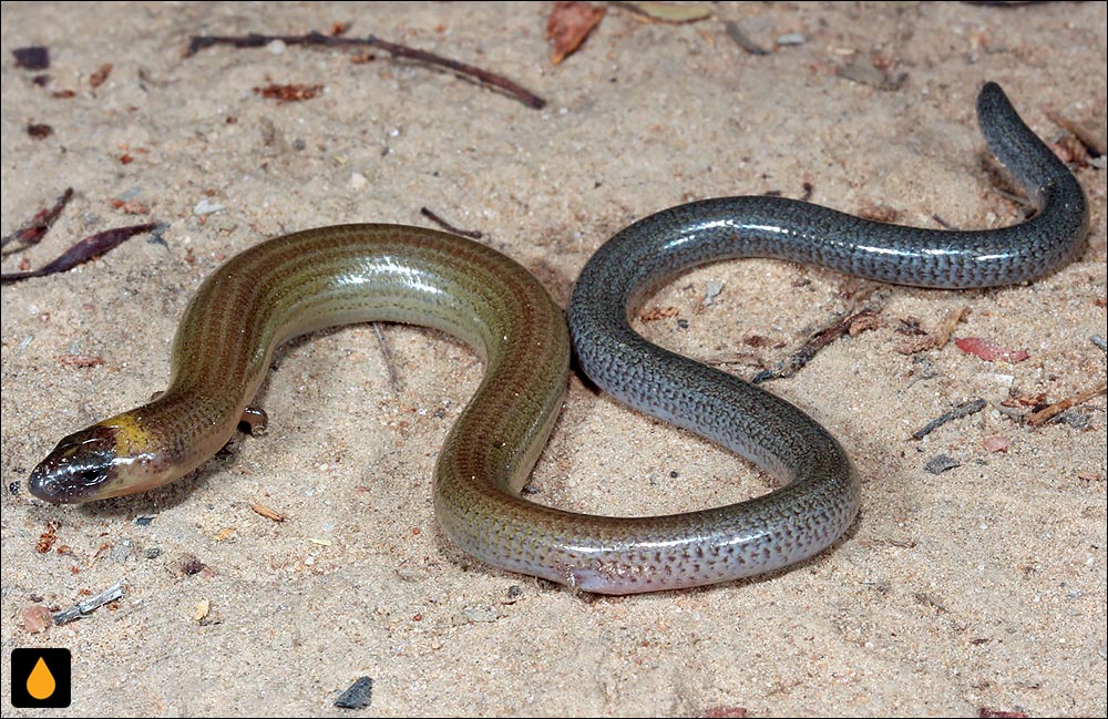 سقنقور کرمی دوپنجه