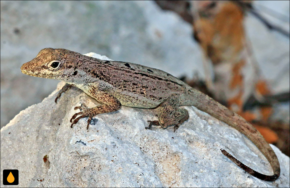 آنول باهامای جنوبی (آنول کلید نقرهای)