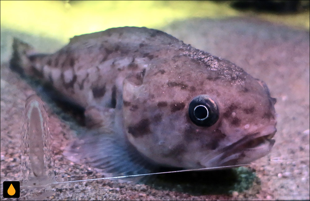 Ebinania brephocephala