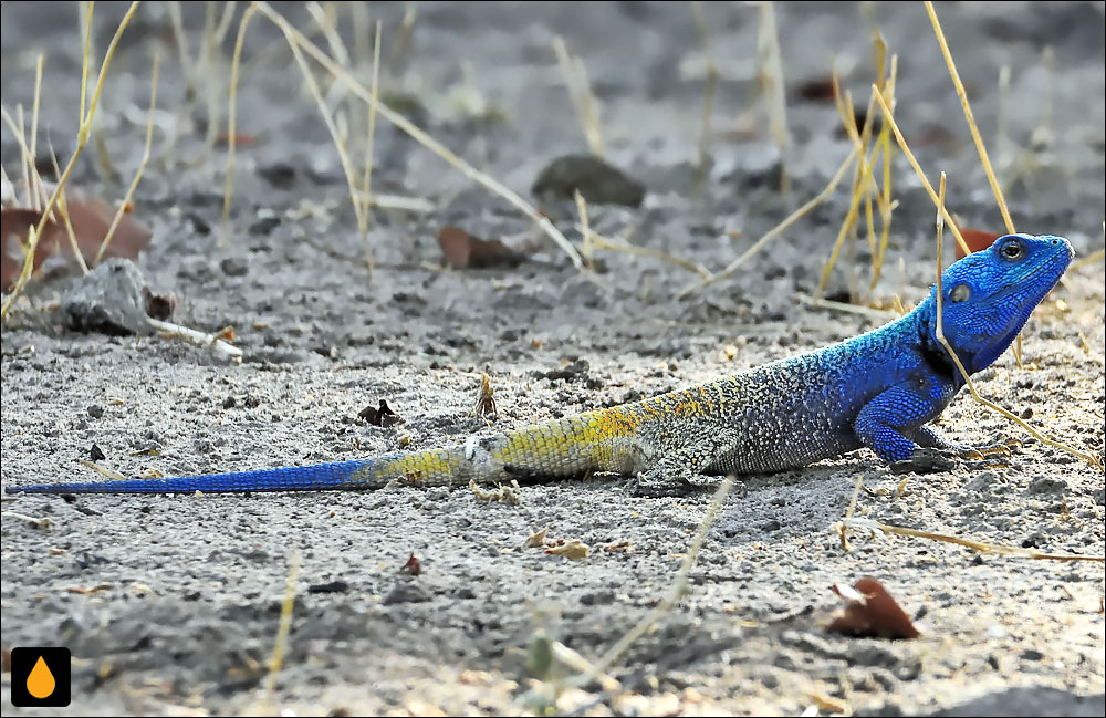 Acanthocercus margaritae