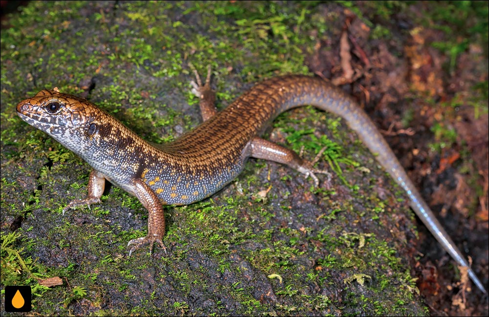 سقنقور جنگلی لکه‌آبی