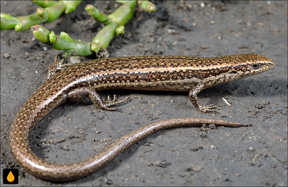 سقنقورسرد متالیک