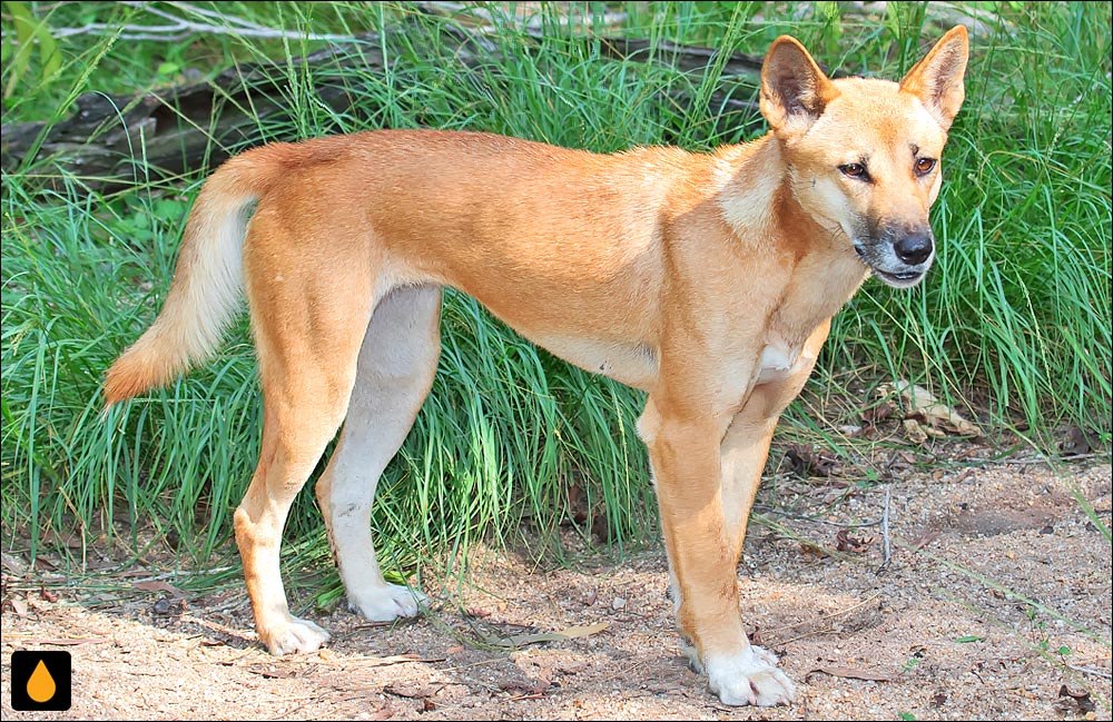 دینگو (پستانداری از خانواده‌ی سگان)